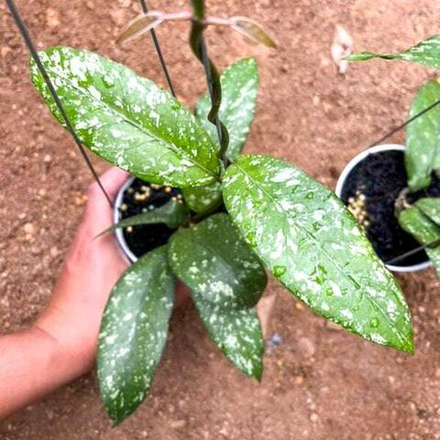 Хойя SP ACEH AIR SURI