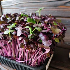 Редис фиолетовый на корне (лоток) / 40 гр сбоку