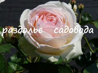 Роза плетистая Вайт Эден Роуз (горшок 5л)