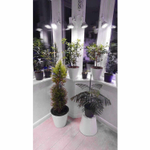 Патрон подвесной Е27 с проводом для фитолампы, 3 шт