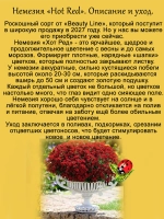 Немезия Хот Ред вегетативная