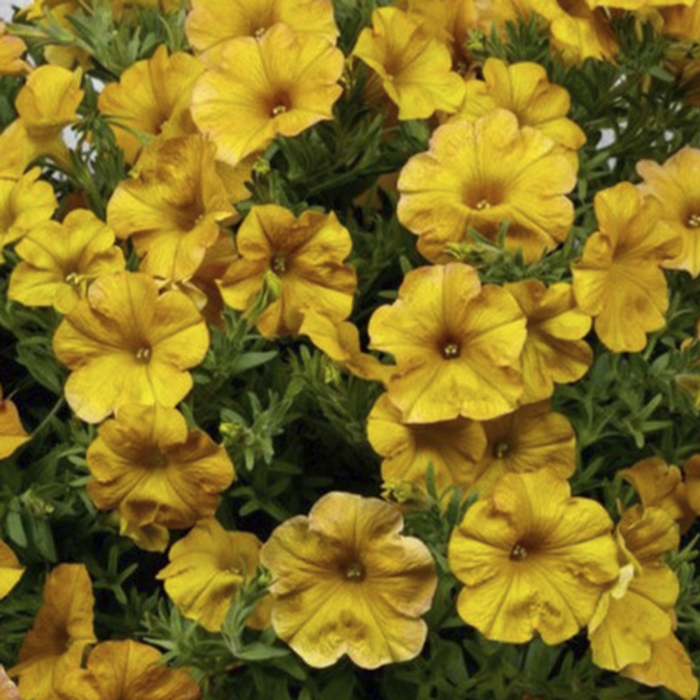 Петуния BEAUTICAL YELLOW SUN