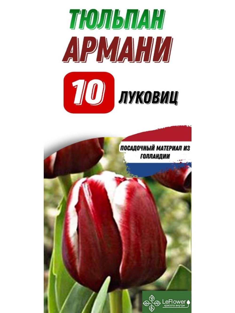 Тюльпан Луковица, Армани, 10шт