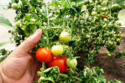 Помидоры Палка — Колоновидные