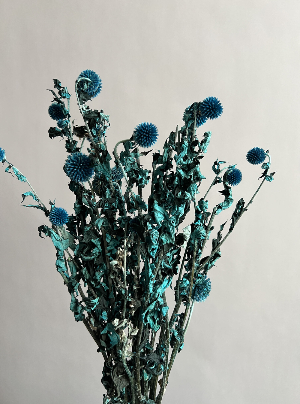 Эхинопс стабилизированный бирюзовый