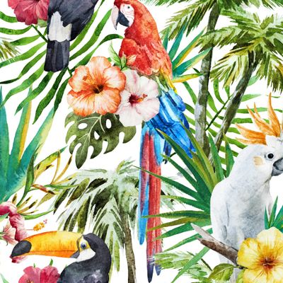 Tropics and Birds