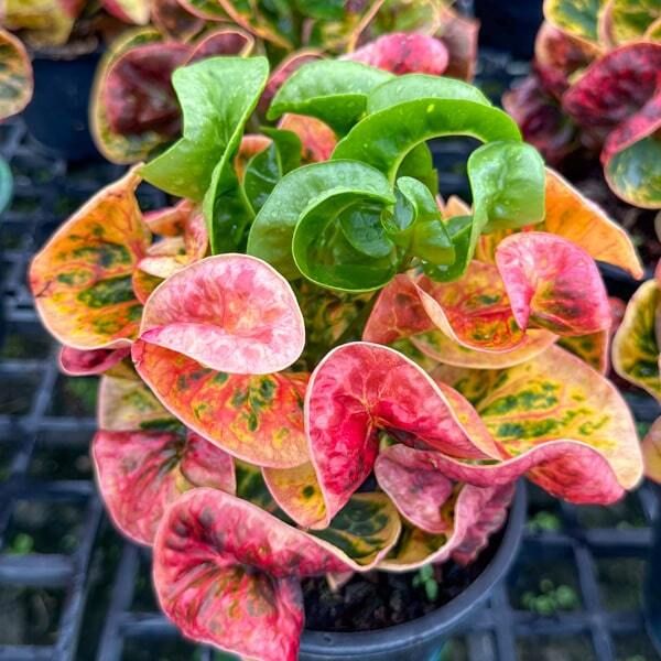 Уход за комнатными растениями