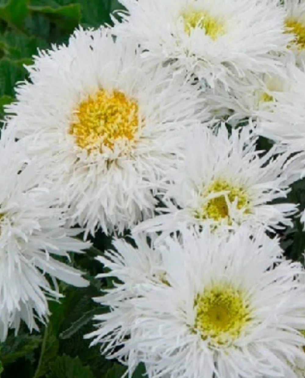 Нивянник Крейзи Дейзи рассада конец апреля 26