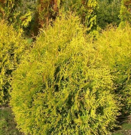 Туя западная Рейнголд (Thuja occidentalis Rheingold) р9 август 2026 г.