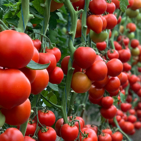 ЭРОН_F1_семена_томата_Enza_Zaden_купить – фото 2