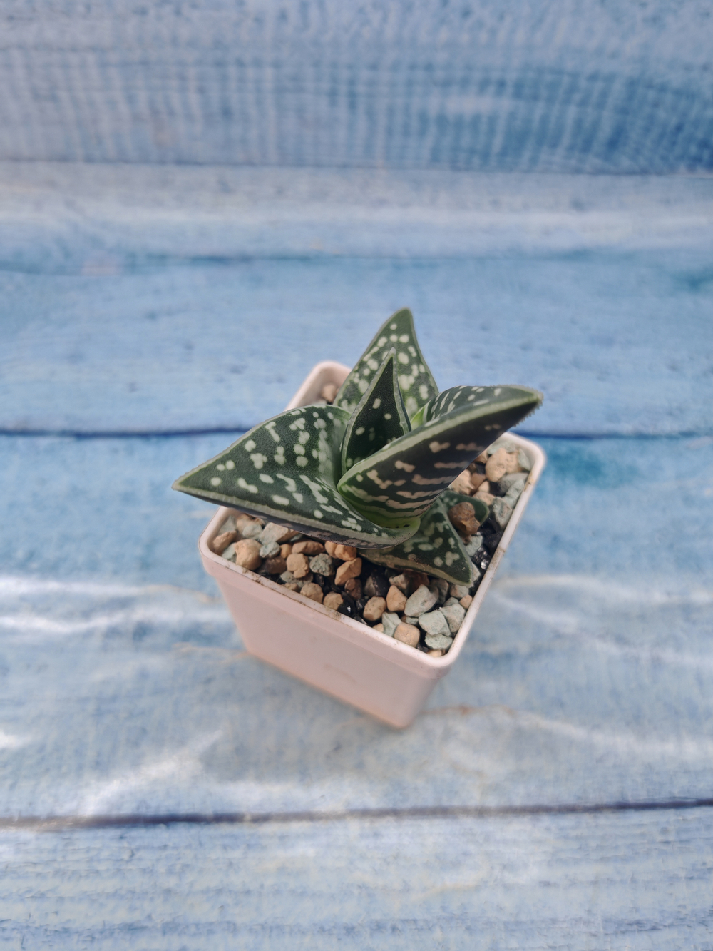 Aloe Variagata
