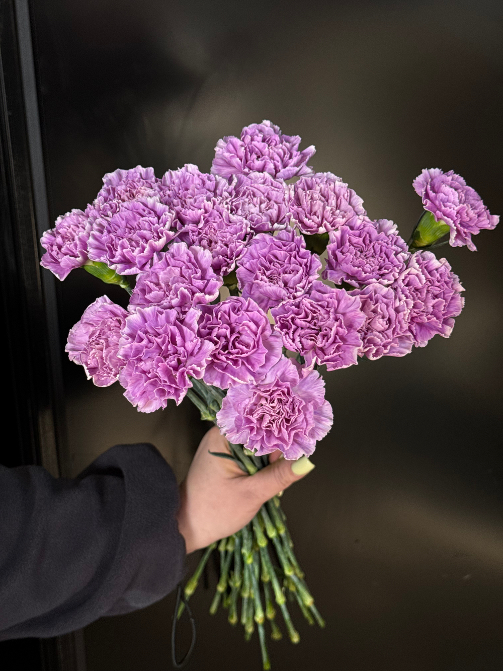 Гвоздика лунная