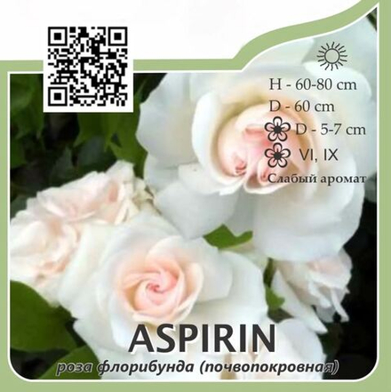 Роза флорибунда (почвопокровная ) "Aspirin"