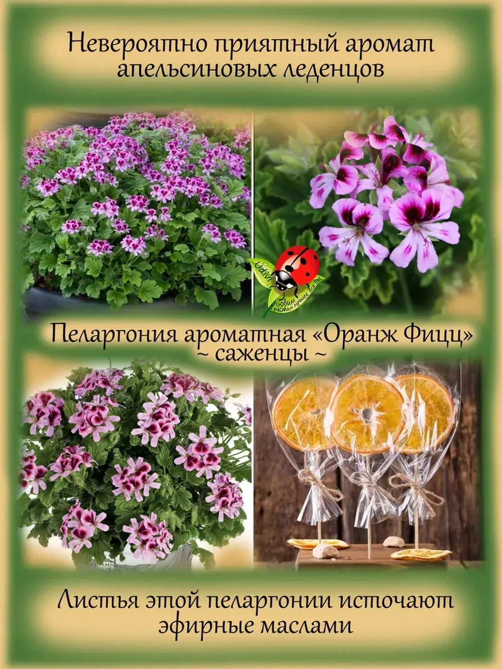 Пеларгония Оранж Фицц аромат апельсиновых леденцов