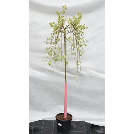 Ива козья Килмарнок С10 Ра150-160