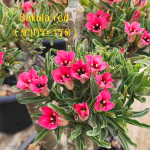 Адениум обесум SAKURA RED