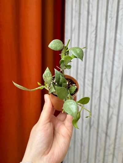 Хойя Лакуноза Минт, D5см Н12см, 1шт, Urban Jungle (7583)