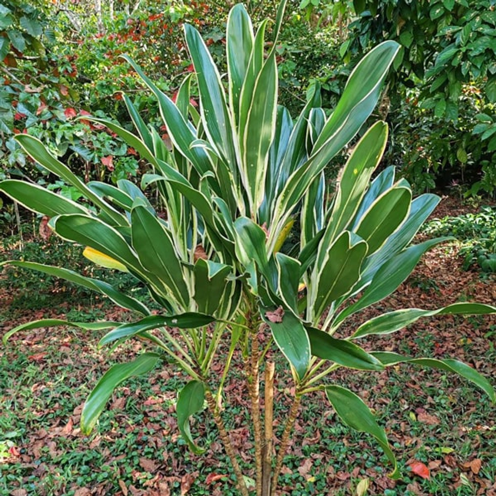 Кордилина CAPRICORN