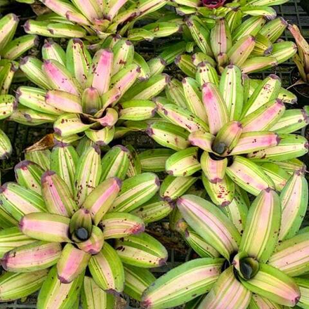 Неорегелия PICASSO HYB