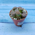 Lithops sp. (Литопсы)