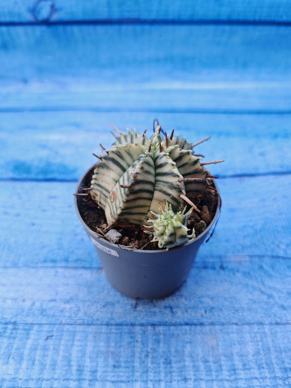 Euphorbia meloformis f. Variegated (Эуфорбия вариегатная)