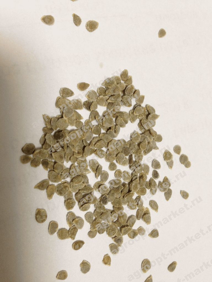 Бигоранж F1 (ТИ-169) семена томата индетерминантного (Takii / Таки) семена – фото 9