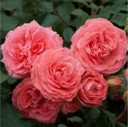 ШАКЕНБОРГ (Schackenborg)