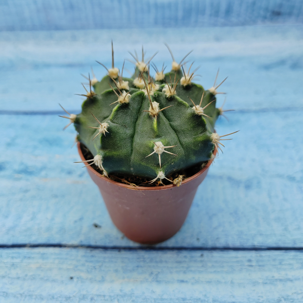 Gymnocalycium Friedrichii (Гимнокалициум)