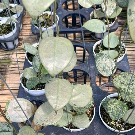 Хойя PARASITICA HEART LEAF