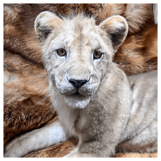 Реплика «Львенок»