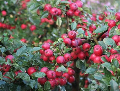 Яблоня Китайка Долго