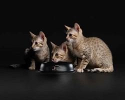 Pro plan healthy start сухой корм для котят, беременных и кормящих кошек, с курицей - 400 + 400 г в подарок