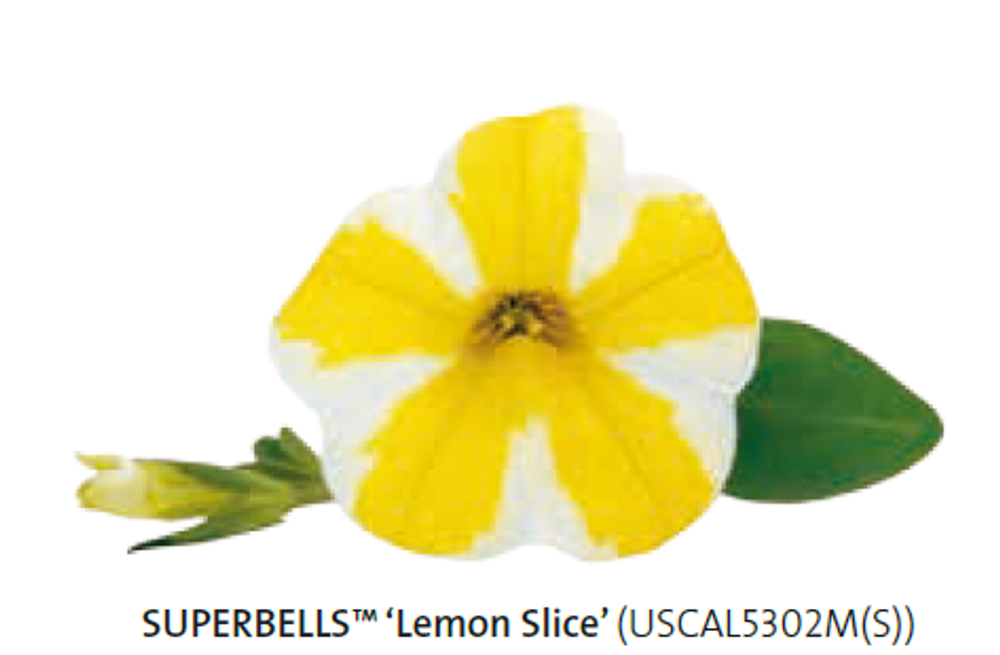Калибрахоа Superbels Lemon Slice ЕВРО укорененный черенок ЯНВАРЬ 26