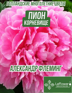 Пион Корневище, Александр Флеминг