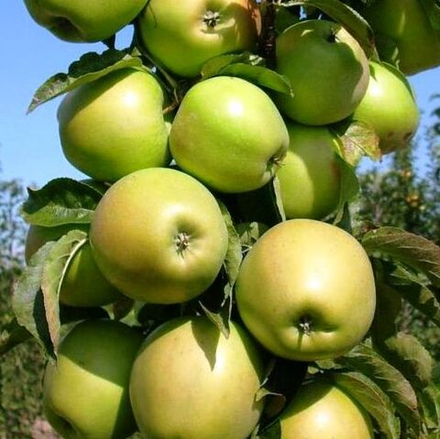 Яблоня колоновидная Диалог летняя