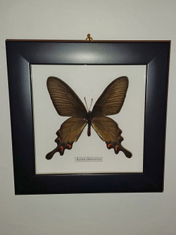 Бабочка Byasa demonius в рамке