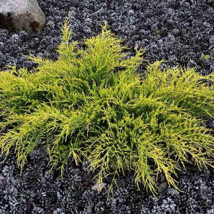 Можжевельник средний Голд Кост