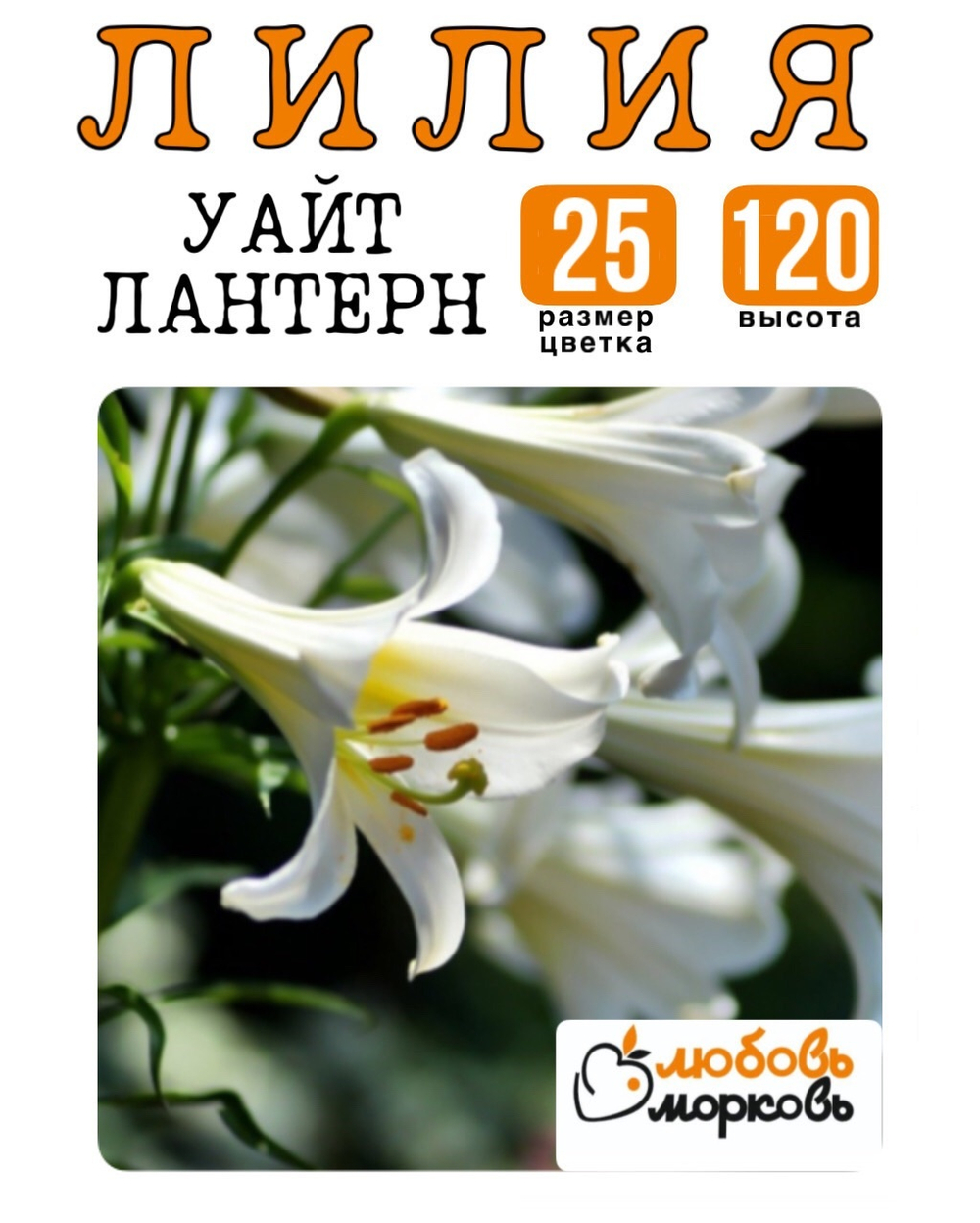 Лилия Луковица, Уайт Лантерн, восточный гибрид, 1 шт