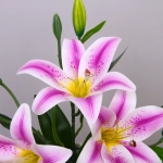 Искусственные цветы «Букет Лилий» 45см, цвет сиреневый