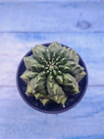 Gymnocalycium Spineless (Гимнокалициум)