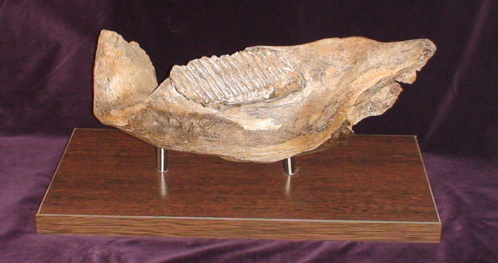 Фрагмент челюсти мамонта (jaw fragment of mammoth)