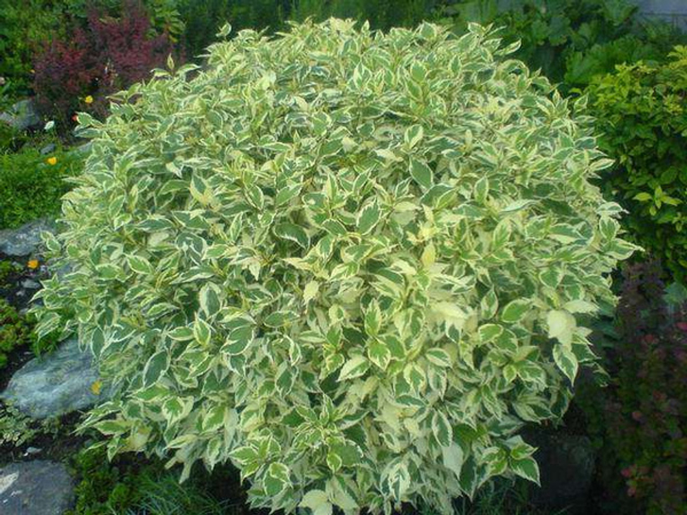 Дерен элегантиссима