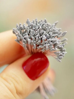 Тычинки крупные серые