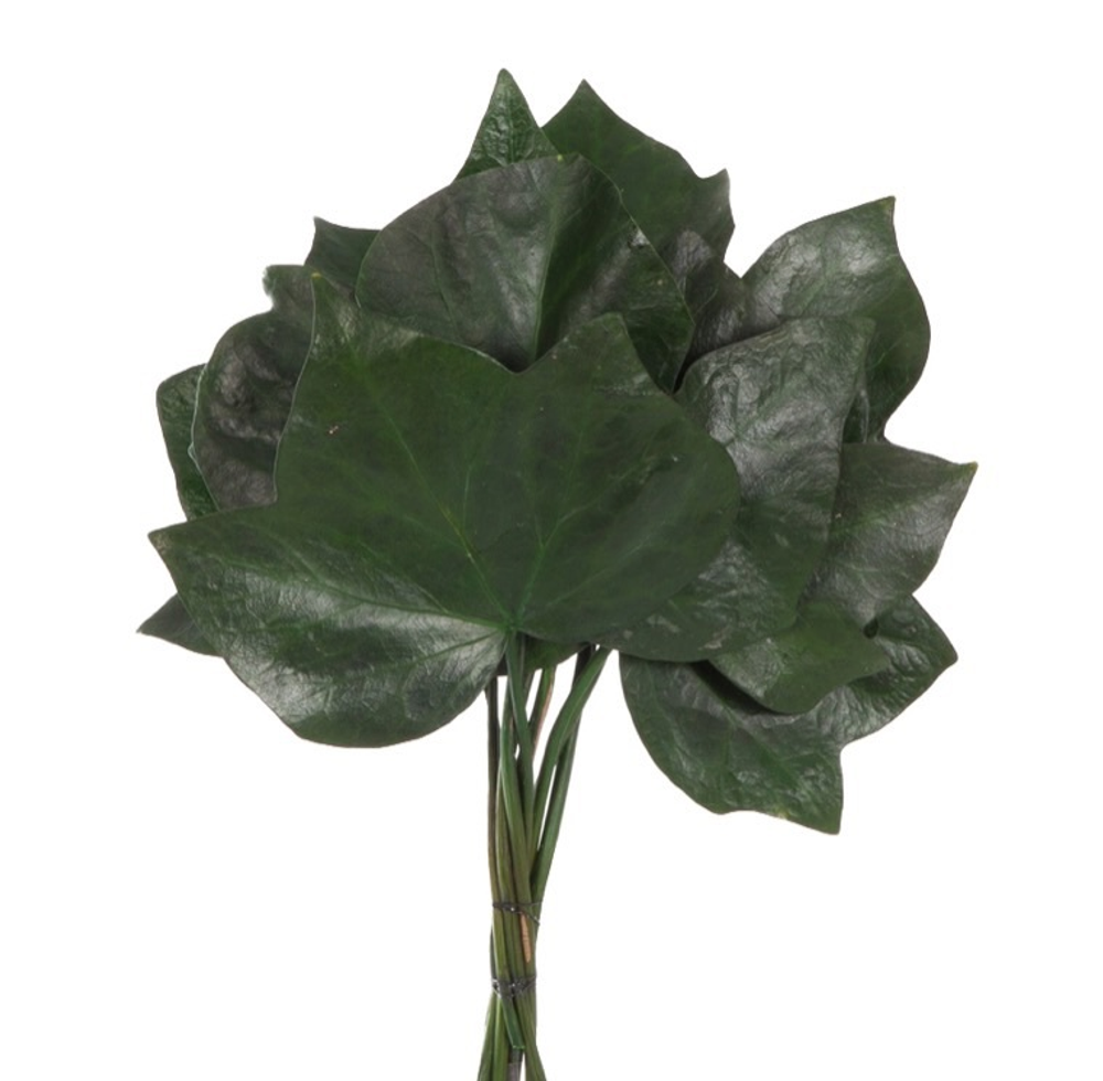 Плющ листья