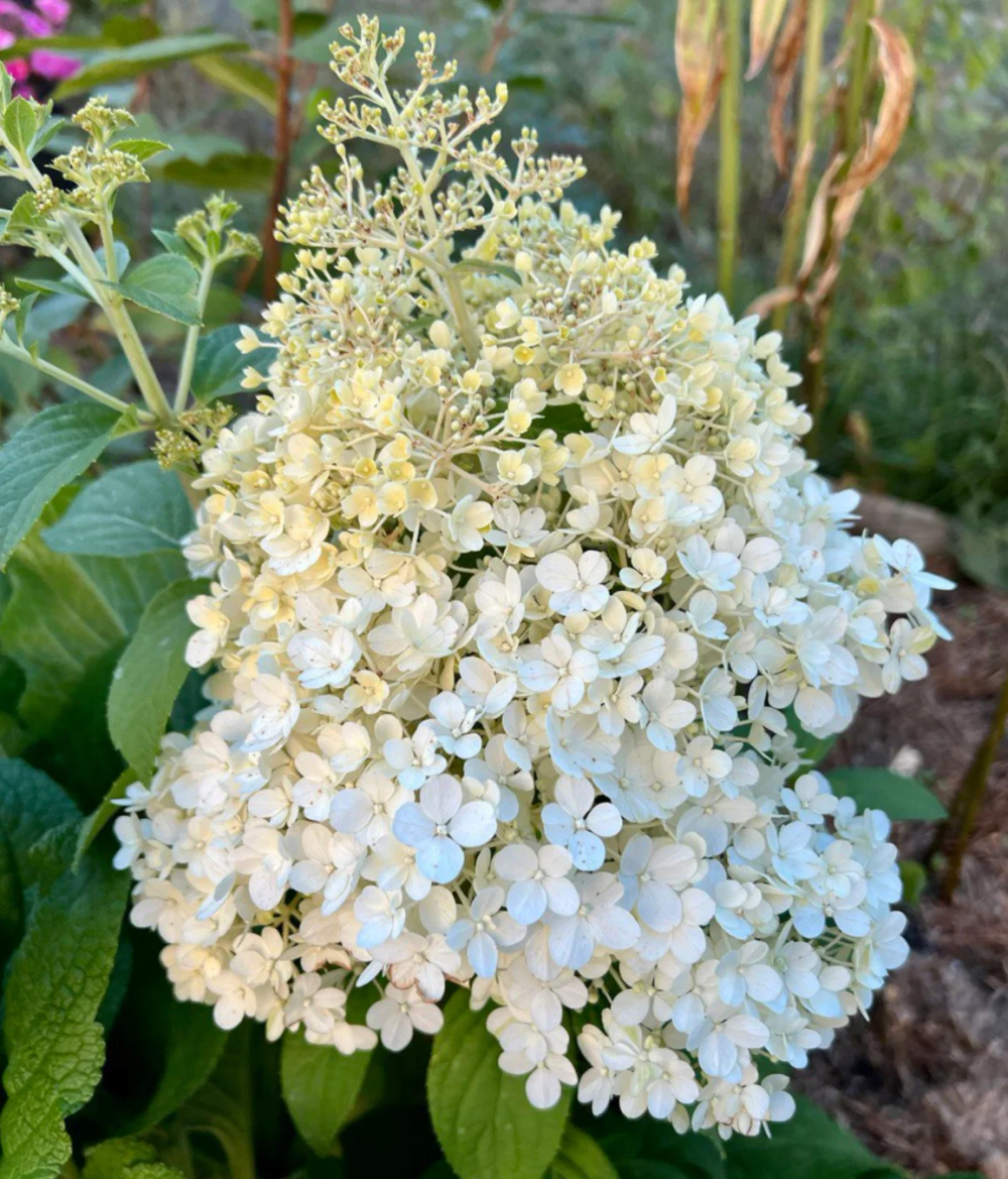 Гортензия метельчатая Литл Альф (Hydrangea paniculata Little Alf)