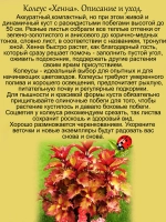 Колеус Хенна