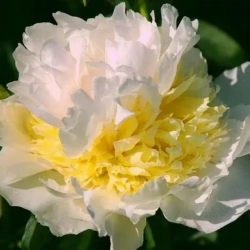 Пион Топ Брасс 2-3 почки Закупка М81 октябрь 2026