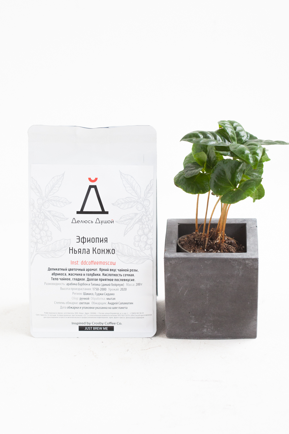 Кофейное дерево в бетонном кашпо