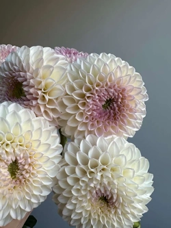 Георгин Pink Pearl (корень) Закупка М55 апрель 2026