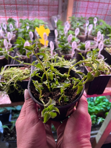 Лонгифолия/кордифолия